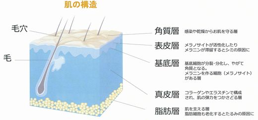 肌の構造